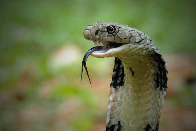 Cannibalismo Serpentine: Un’Evoluzione Indipendente