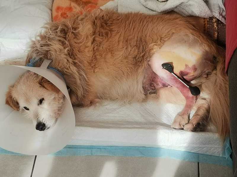 Diana, Ancora in Difficoltà a Oristano