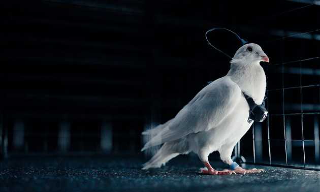 Bio-Droni: I Piccioni come Strumenti Tecnologici