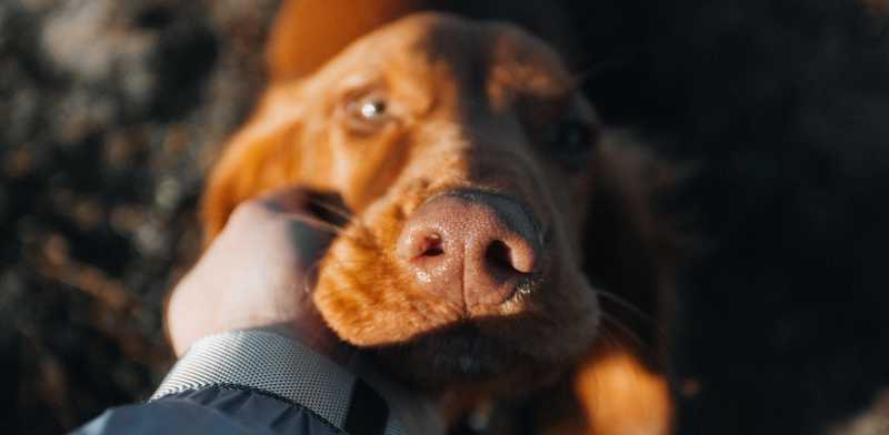Caso Adozioni Cani Germania: Intervento OIPA e Rischio di Trasferimento