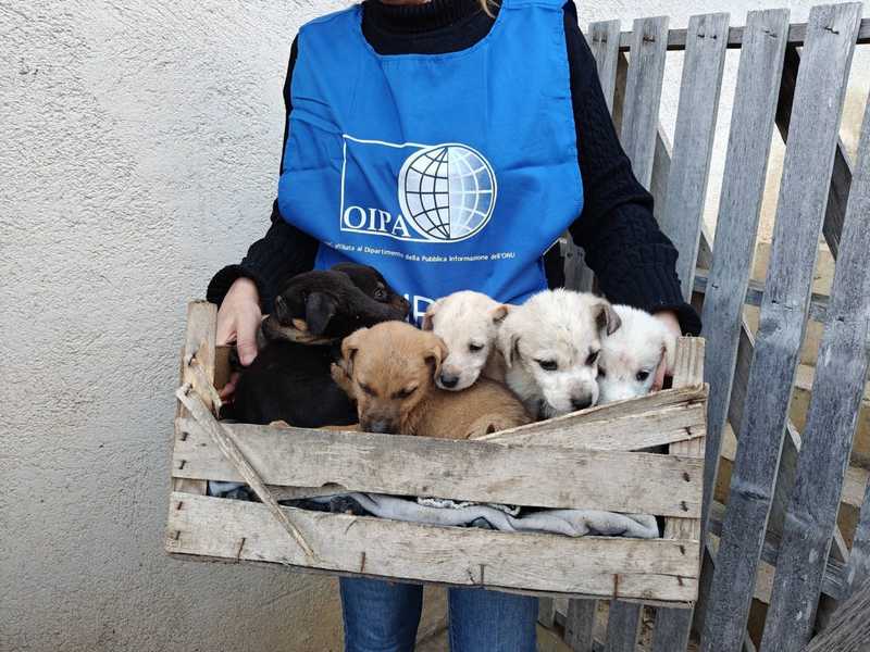 Cuccioli Randagi a Calatafimi: Un Appello alla Solidarietà