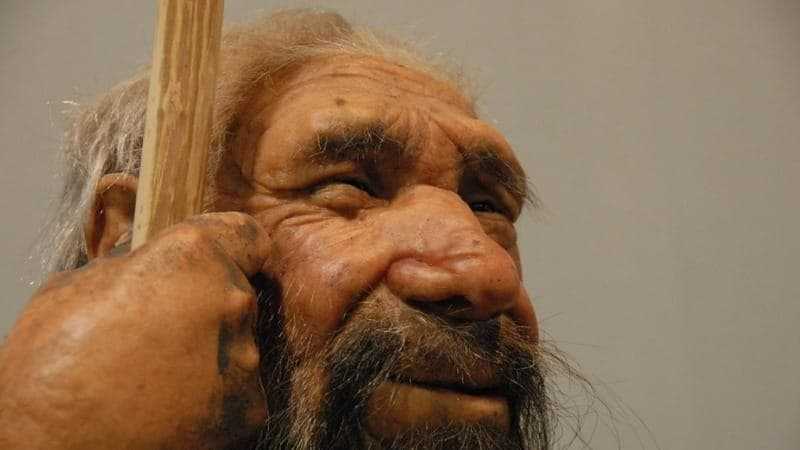 Neandertaliani e Geni Umani: Una Nuova Interpretazione