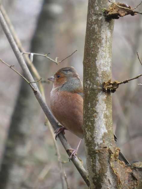Deroghe Venatorie: Vittoria del TAR di Milano