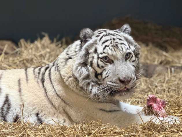 Tigre Bianca Salvata a Kharkiv, Viaggio verso il Regno Unito