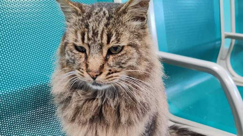 Uccisione Cesare: Gatto Ucciso a Colleferro, Denunciato il Colpevole