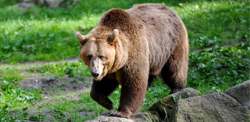 Udienza Orso M90: Fugatti Imputato a Trento