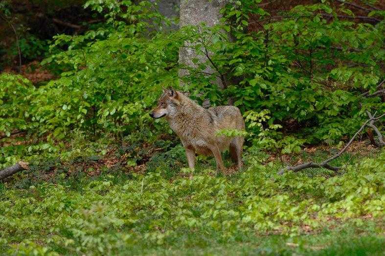 TAR Lazio annulla piano fauna selvatica