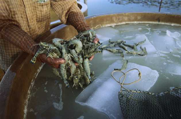 Virus marino colpisce l'uomo: danni alla vista
