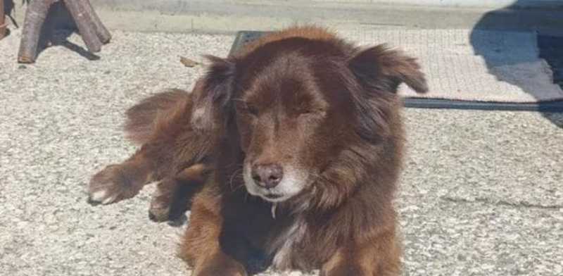 Cane investito ad Arezzo: OIPA chiede giustizia