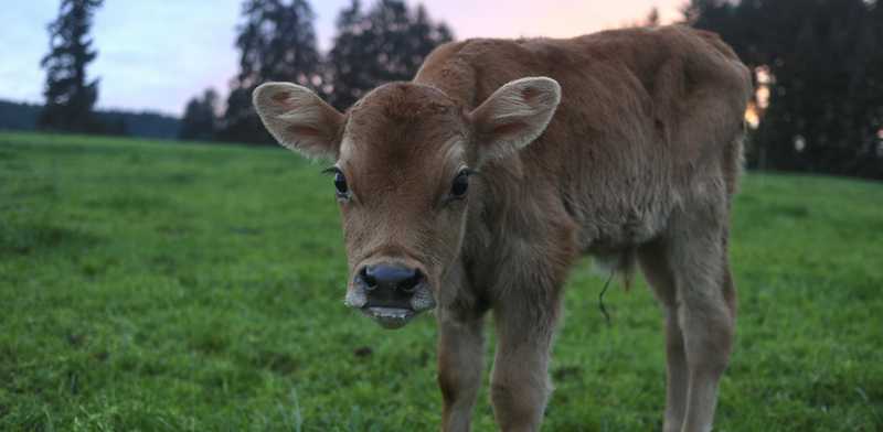 Vitello in palio a lotteria, l'OIPA interviene