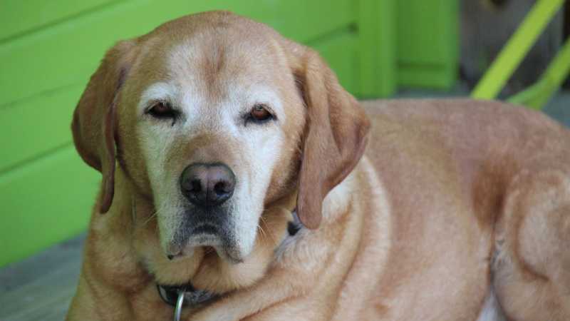 Pill per cani: speranze di vita allungate con farmaco sperimentale