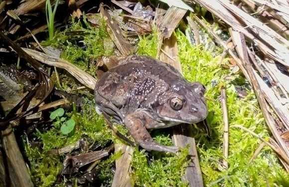 Vanzago: Record Riproduttivo Anfibi